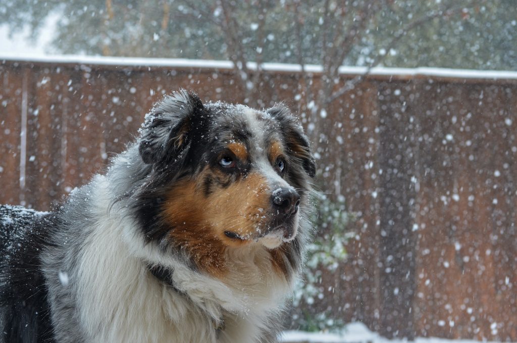 winter hond